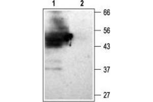Western Blotting (WB) image for anti-Potassium Inwardly-Rectifying Channel, Subfamily J, Member 15 (KCNJ15) (AA 347-366), (Intracellular) antibody (ABIN7043477)