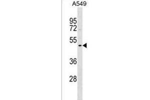 DNASE1L1 Antibody (Center) (ABIN1537961 and ABIN2850217) western blot analysis in A549 cell line lysates (35 μg/lane). (DNASEX 抗体  (AA 177-204))