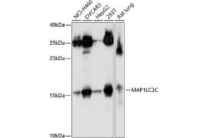 Western blot analysis of extracts of various cell lines, using MLC3C antibody (ABIN7268521) at 1:1000 dilution. (LC3C 抗体  (AA 1-147))