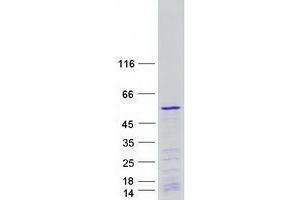 Western Blotting (WB) image for Polymerase (RNA) I Polypeptide E, 53kDa (POLR1E) protein (Myc-DYKDDDDK Tag) (ABIN2729312)