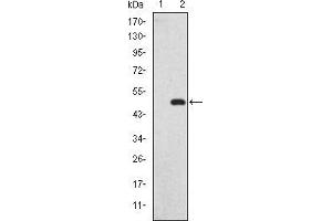 Western blot analysis using GKAP mAb against HEK293 (1) and GKAP(AA: 490-663)-hIgGFc transfected HEK293 (2) cell lysate. (DLGAP1 抗体)