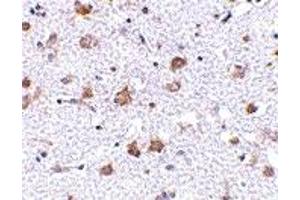 Immunohistochemistry (IHC) image for anti-Mesencephalic Astrocyte-Derived Neurotrophic Factor (MANF) (C-Term) antibody (ABIN1030505) (MANF 抗体  (C-Term))