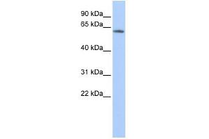Western Blotting (WB) image for anti-Potassium Voltage-Gated Channel, Subfamily G, Member 4 (Kcng4) (N-Term) antibody (ABIN2776311)