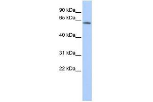 WB Suggested Anti-KCNG4 Antibody Titration:  0. (KCNG4 抗体  (N-Term))