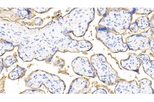 Detection of ALPI in Human Placenta Tissue using Polyclonal Antibody to Alkaline Phosphatase, Intestinal (ALPI) (Intestinal Alkaline Phosphatase 抗体  (AA 20-333))