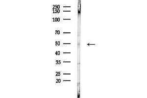 anti-cAMP Responsive Element Binding Protein 3-Like 3 (CREB3L3) (Internal Region) antibody