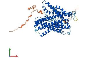 Protein Structure (PS) image for Solute Carrier Family 36 (Proton/amino Acid Symporter), Member 2 (SLC36A2) (AA 1-478) protein (His tag) (ABIN7558646)