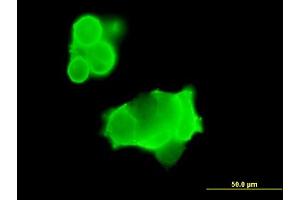 Immunofluorescence of purified MaxPab antibody to GRIK3 on 293 cell. (GRIK3 抗体  (AA 1-919))