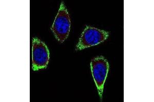 Immunofluorescence (IF) image for anti-Ret Proto-Oncogene (RET) antibody (ABIN2923776) (Ret Proto-Oncogene 抗体)