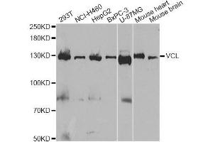 Western blot analysis of extracts of various cell lines, using VCL antibody. (Vinculin 抗体  (AA 767-1066))