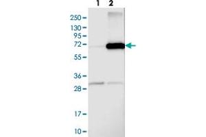 Western blot analysis of Lane 1: Negative control (vector only transfected HEK293T lysate), Lane 2: Over-expression Lysate (Co-expressed with a C-terminal myc-DDK tag (~3. (Arylsulfatase D 抗体)