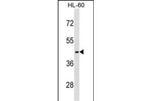 MC5R Antibody (C-term) (ABIN1537027 and ABIN2850357) western blot analysis in HL-60 cell line lysates (35 μg/lane). (MC5 Receptor 抗体  (C-Term))