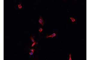 ABIN6276760 staining HepG2? (NPPA 抗体  (C-Term))