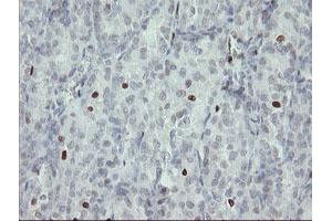 Image no. 4 for anti-Transcription Factor MafB (MAFB) (AA 32-320) antibody (ABIN1491411)