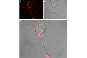 Immunocytochemistry (ICC) image for anti-Transient Receptor Potential Cation Channel, Subfamily A, Member 1 (TRPA1) (AA 747-760), (Extracellular) antibody (ABIN7043813)
