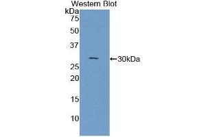 CNTN3 anticorps  (AA 264-493)