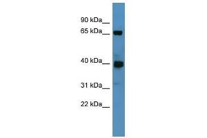 Galnt11 antibody used at 2. (GALNT11 抗体  (N-Term))