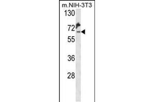 Western blot analysis of KLC2 Antibody (C-Term) (ABIN653755 and ABIN2843055) in mouse NIH-3T3 cell line lysates (35 μg/lane). (KLC2 抗体  (C-Term))