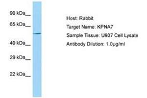 Image no. 1 for anti-Karyopherin alpha 7 (Importin alpha 8) (KPNA7) (AA 424-473) antibody (ABIN6750111) (KPNA7 抗体  (AA 424-473))