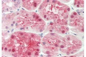 Rabbit Anti-ALAD antibody  Formalin Fixed Paraffin Embedded Tissue: Human Kidney Primary antibody Concentration: 1:100 Secondary Antibody: Donkey anti-Rabbit-Cy3 Secondary Antibody Concentration: 1:200 Magnification: 20x Exposure Time: 0. (ALAD 抗体  (N-Term))
