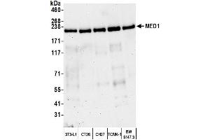 Western Blotting (WB) image for anti-Mediator Complex Subunit 1 (MED1) (C-Term) antibody (ABIN7453585) (MED1 抗体  (C-Term))