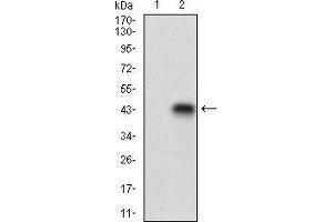 Western blot analysis using CDX1 mAb against HEK293 (1) and CDX1 (AA: 122-227)-hIgGFc transfected HEK293 (2) cell lysate. (CDX1 抗体  (AA 122-227))