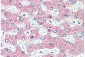 Human Liver (formalin-fixed, paraffin-embedded) stained with HYOU1 antibody ABIN396969 at 5 ug/ml followed by biotinylated goat anti-rabbit IgG secondary antibody ABIN481713, alkaline phosphatase-streptavidin and chromogen. (HYOU1 抗体  (C-Term))