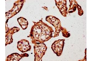 IHC image of ABIN7146862 diluted at 1:800 and staining in paraffin-embedded human placenta tissue performed on a Leica BondTM system.