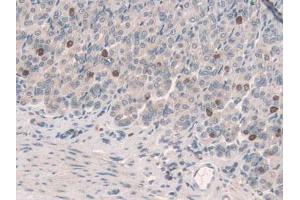 IHC-P analysis of Mouse Stomach Tissue, with DAB staining. (SCGN 抗体  (AA 1-276))