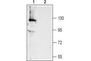 Western blot analysis of rat dorsal root ganglion (DRG) lysate:1. (Anoctamin 1, Calcium Activated Chloride Channel (ANO1) Peptide)