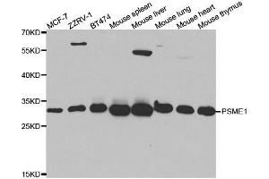 Western blot analysis of extracts of various cell lines, using PSME1 antibody. (PSME1 抗体  (AA 1-249))