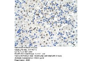Human Liver (NOBOX 抗体  (N-Term))