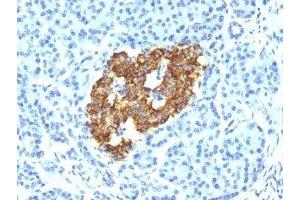 Formalin-fixed, paraffin-embedded human pancreas stained with Insulin antibody (IRDN/794). (Insulin 抗体)