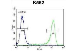 Flow cytometric analysis of K562 cells (right histogram) compared to a negative control cell (left histogram) using MLH1  Antibody , followed by FITC-conjugated goat-anti-rabbit secondary antibodies. (MLH1 抗体  (Middle Region))