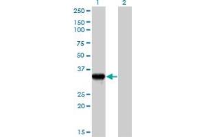 Western Blot analysis of GZMB expression in transfected 293T cell line by GZMB MaxPab polyclonal antibody. (GZMB 抗体  (AA 1-247))