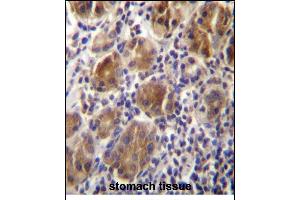 MLPH Antibdy (C-term) (ABIN656542 and ABIN2845806) immunohistochemistry analysis in formalin fixed and paraffin embedded human stomach tissue followed by peroxidase conjugation of the secondary antibody and DAB staining. (Melanophilin 抗体  (C-Term))