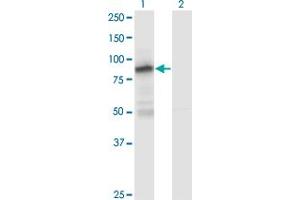 Western Blot analysis of ZNF287 expression in transfected 293T cell line by ZNF287 monoclonal antibody (M12), clone 1A2. (ZNF287 抗体  (AA 231-330))