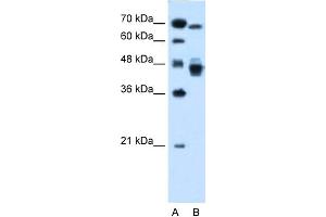 WB Suggested Anti-NR2F6 Antibody Titration:  0. (NR2F6 抗体  (N-Term))