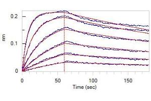 Bio-Layer Interferometry (BLI) image for SARS-CoV-2 Spike S1 (RBD), (V483A) protein (His tag) (ABIN6953173)