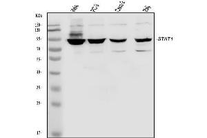 Western blot analysis of STAT1 using anti-STAT1 antibody (ABIN5518871).
