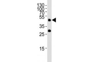 Western blot analysis of lysate from zebrafish tissue lysate using Pou5f1 antibody at 1:1000.