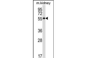 SSTR1 Antibody (C-term) (ABIN657958 and ABIN2846903) western blot analysis in mouse kidney tissue lysates (35 μg/lane). (SSTR1 抗体  (C-Term))