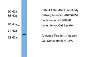 WB Suggested Anti-FAM3D  Antibody Titration: 0. (FAM3D 抗体  (Middle Region))