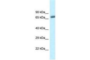 Image no. 1 for anti-beta-Transducin Repeat Containing (BTRC) (C-Term) antibody (ABIN6747614) (BTRC 抗体  (C-Term))