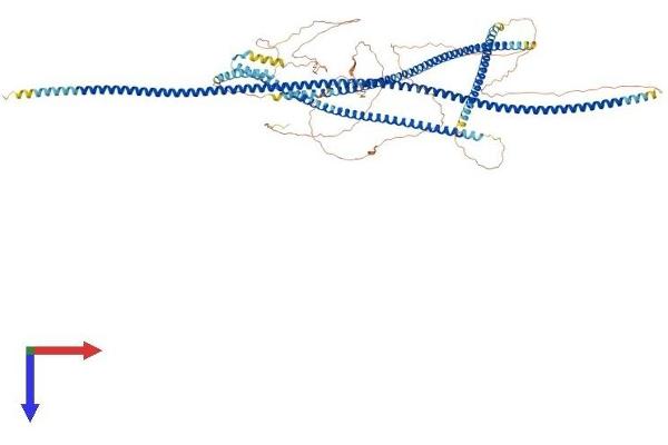 BICD1 Protein (AA 1-975) (His tag)