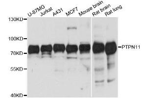 Western blot analysis of extracts of various cell lines, using PTPN11 antibody. (PTPN11 抗体  (AA 1-460))