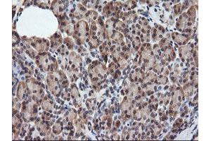 Image no. 4 for anti-Ras Association (RalGDS/AF-6) Domain Family (N-terminal) Member 8 (RASSF8) antibody (ABIN1500618)