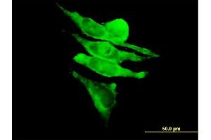 Immunofluorescence of purified MaxPab antibody to RAPGEF1 on HeLa cell. (GRF2 抗体  (AA 1-1095))