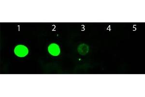 Dot Blot of Chicken anti-Goat IgG Antibody Fluorescein Conjugated. (小鸡 anti-山羊 IgG (Heavy & Light Chain) Antibody (FITC) - Preadsorbed)