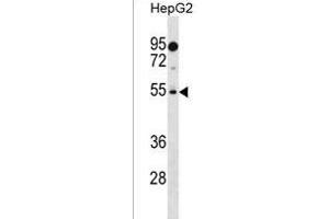 PREF18 Antibody (Center) (ABIN1537855 and ABIN2838252) western blot analysis in HepG2 cell line lysates (35 μg/lane). (PRAMEF18 抗体  (AA 141-168))